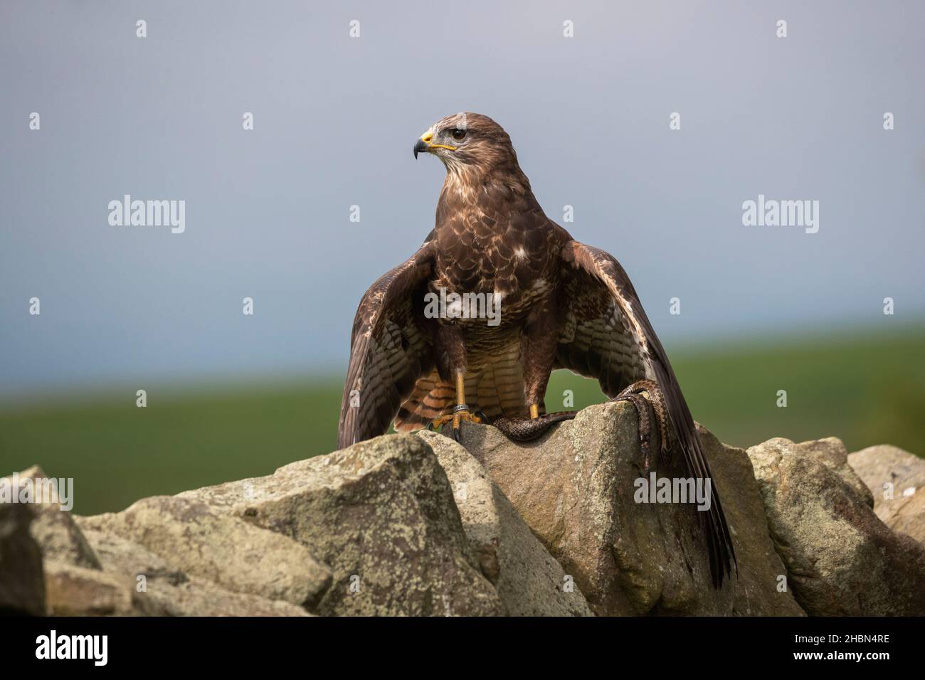 Buzzard comune (Buteo buteo) con sommatore, controllato, Cumbria, Regno Unito Foto Stock
