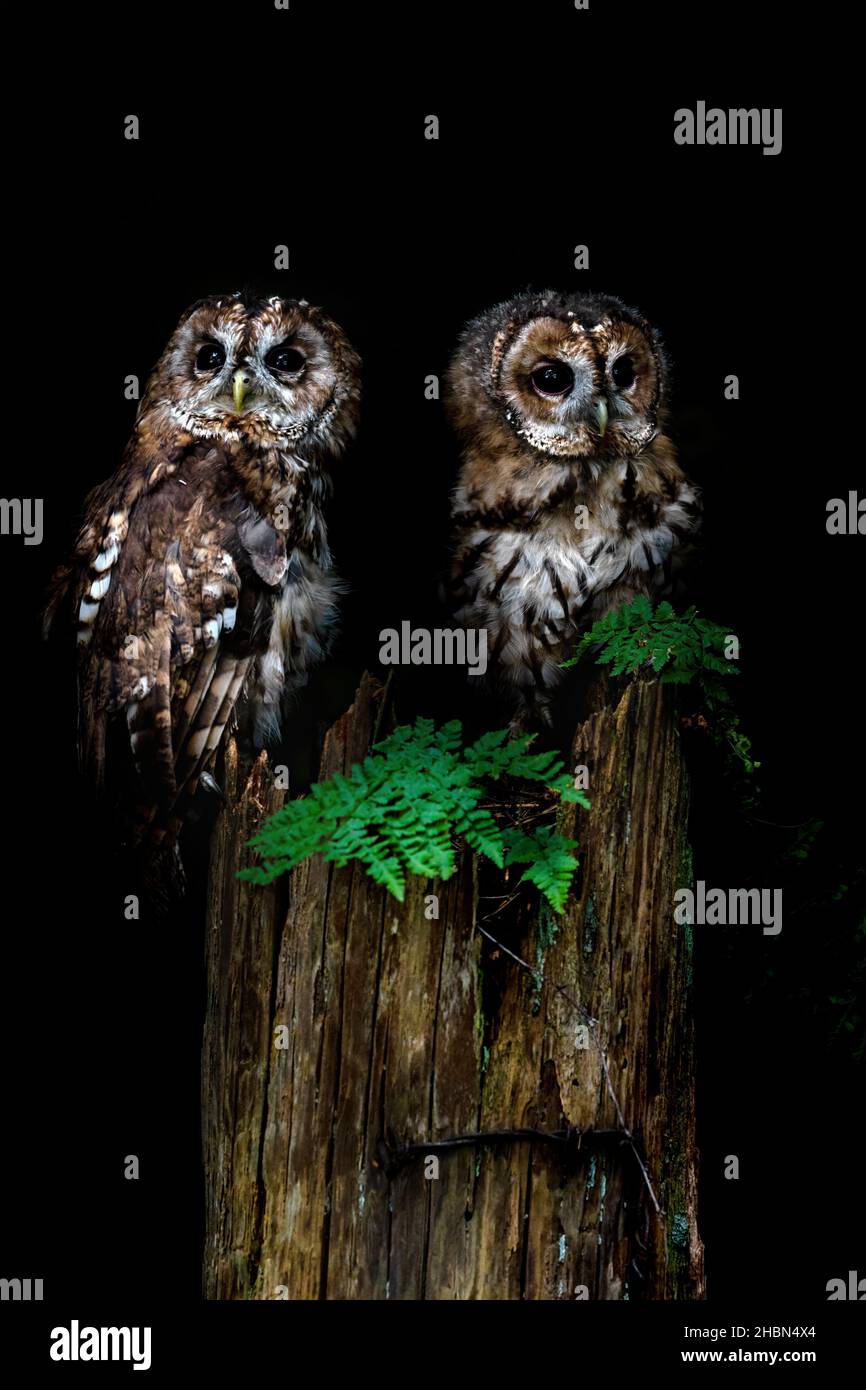 Gufi da traino (Strix aluco), controllati, Cumbria, Regno Unito Foto Stock