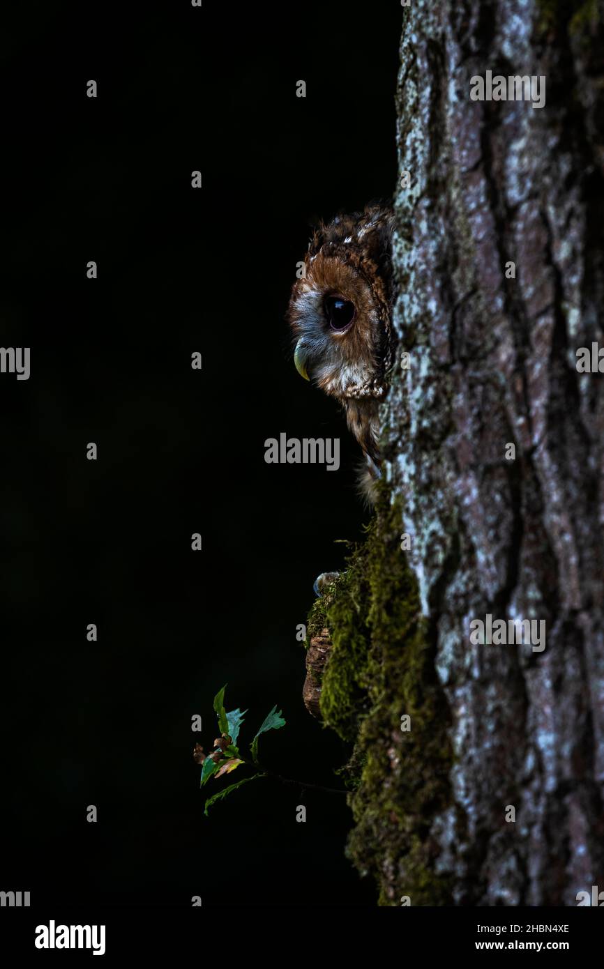 Gufo da traino (Strix aluco), controllato, Cumbria, Regno Unito Foto Stock