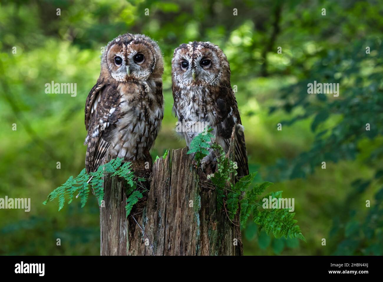 Gufi da traino (Strix aluco), controllati, Cumbria, Regno Unito Foto Stock