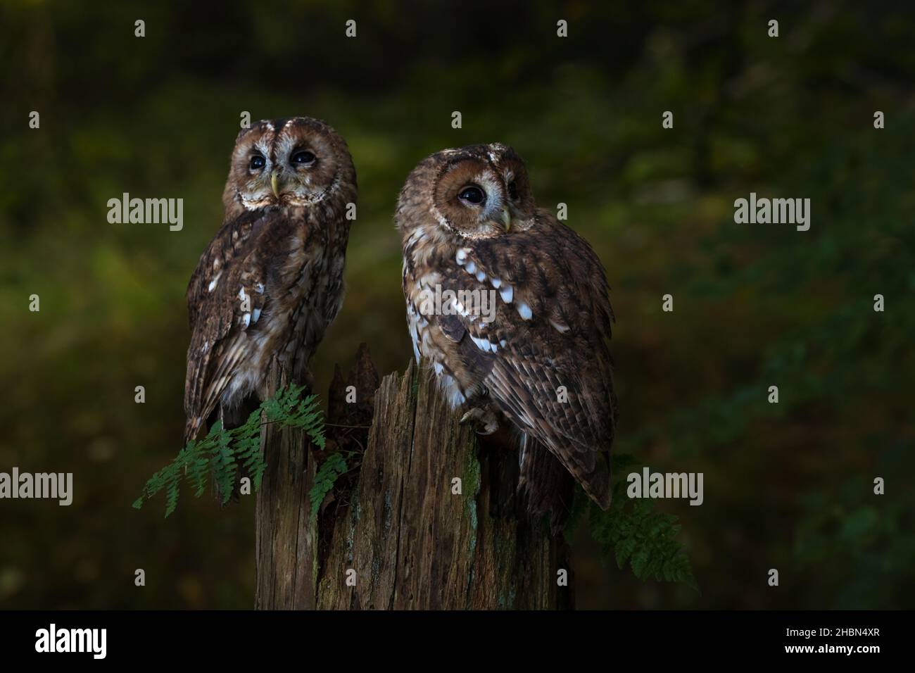Gufi da traino (Strix aluco), controllati, Cumbria, Regno Unito Foto Stock