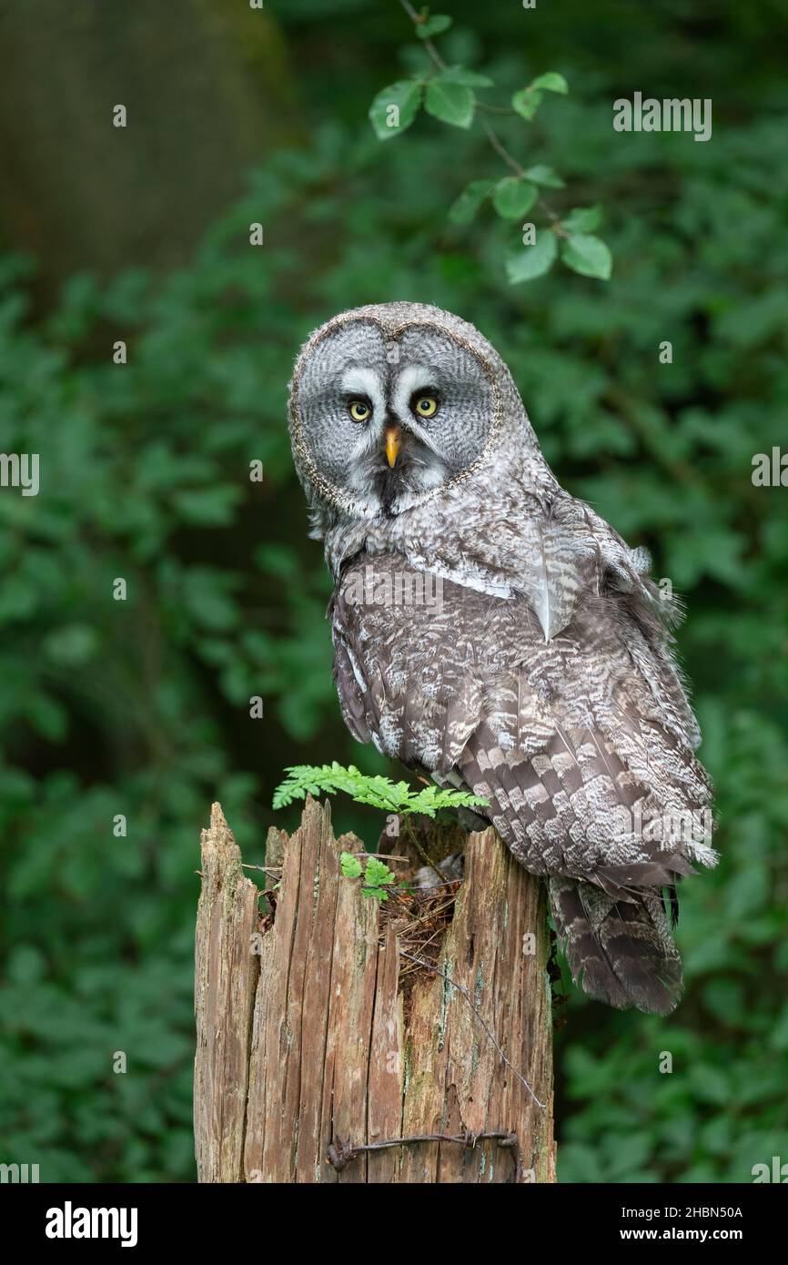 Gufo grigio grande (Strix nebulosa), captive, Regno Unito Foto Stock
