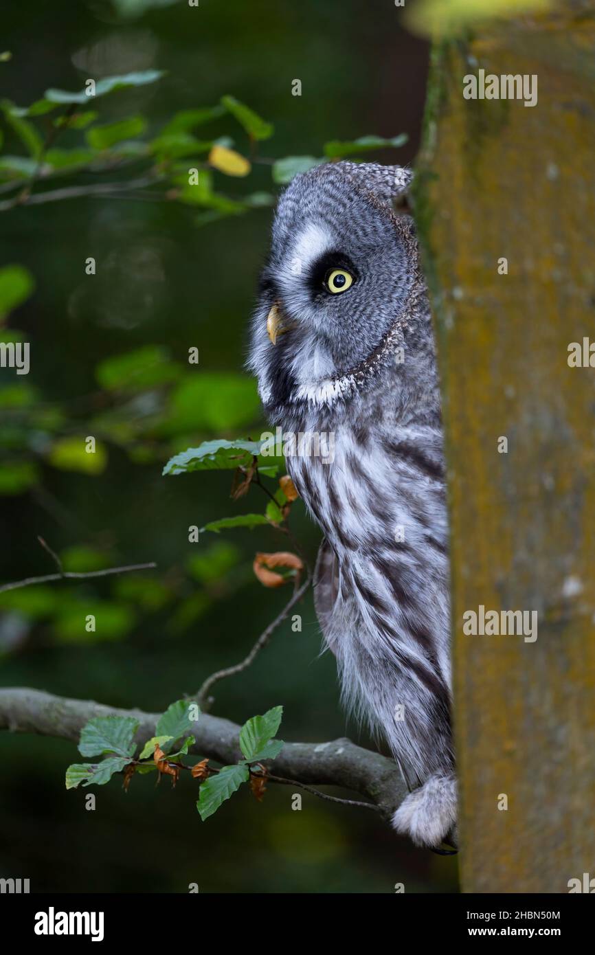Gufo grigio grande (Strix nebulosa), captive, Regno Unito Foto Stock