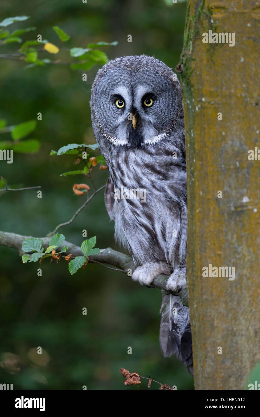 Gufo grigio grande (Strix nebulosa), captive, Regno Unito Foto Stock