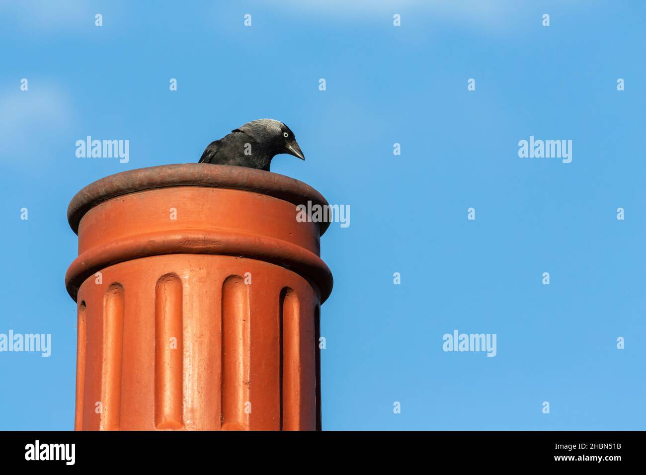 Jackdaw (Corvus monedula) su comignolo pot, Galles, Regno Unito Foto Stock