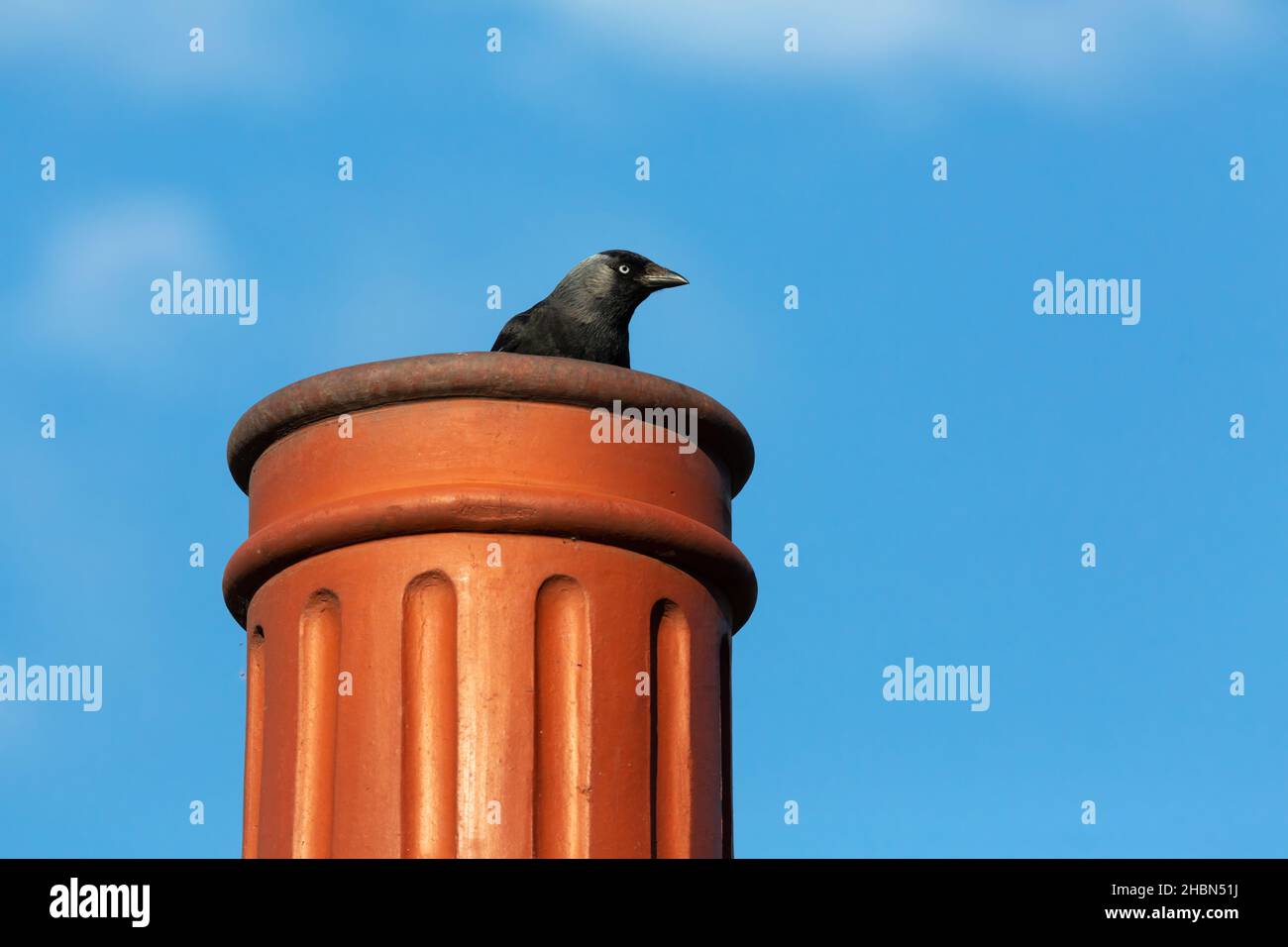 Jackdaw (Corvus monedula) su comignolo pot, Galles, Regno Unito Foto Stock