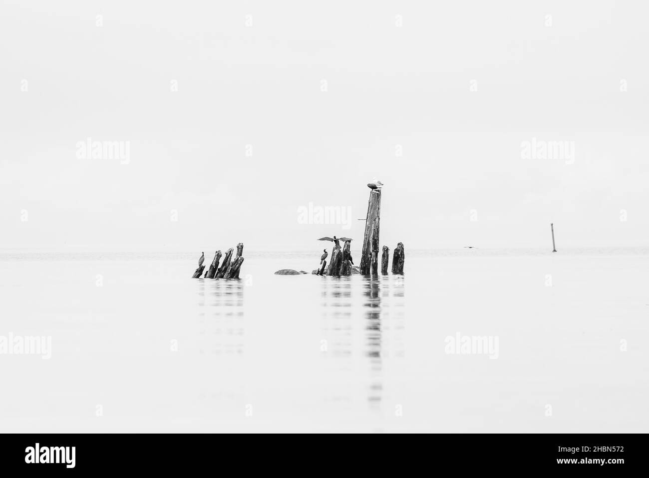 uccelli su pali di legno in piedi in acqua e la superficie dell'acqua è calma, ma i vecchi pali di legno sono di lunghezze diverse Foto Stock