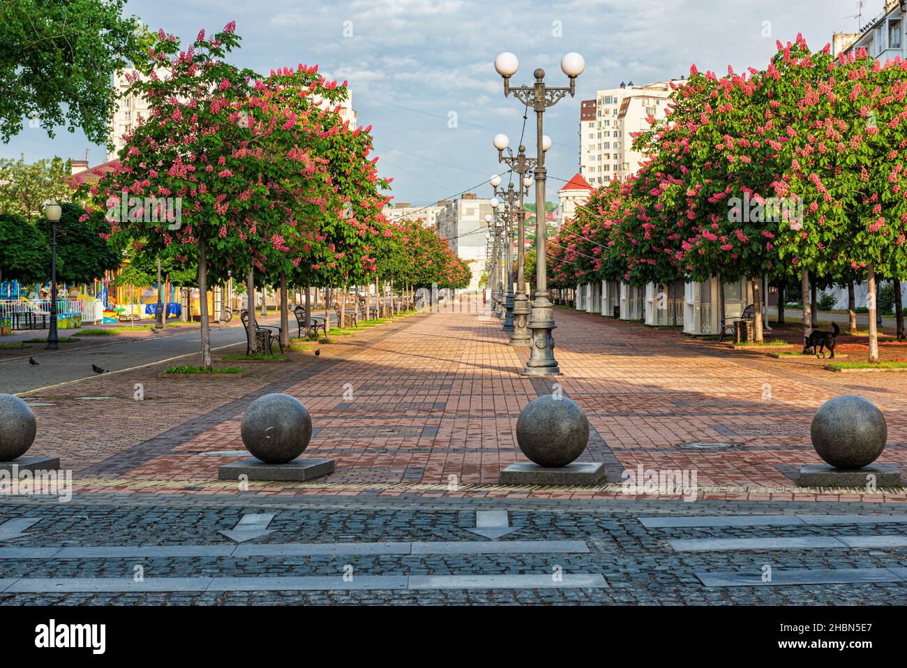 Viale Chernyakhovsky con castagne fiorite a Novorossiysk Foto Stock