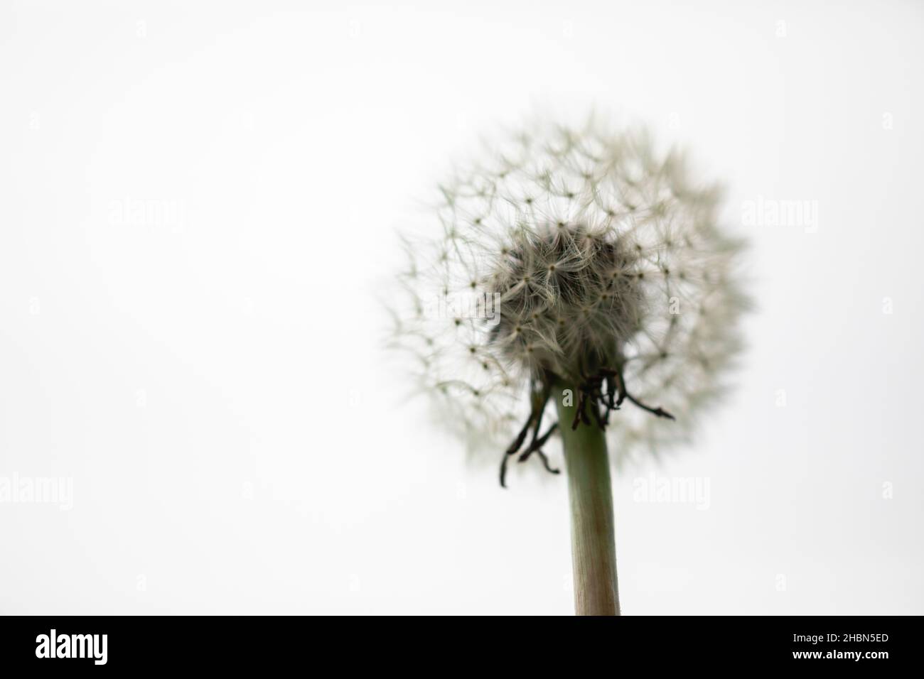 Dandelion, Taraxacum officinale, testa di mare, Regno Unito Foto Stock
