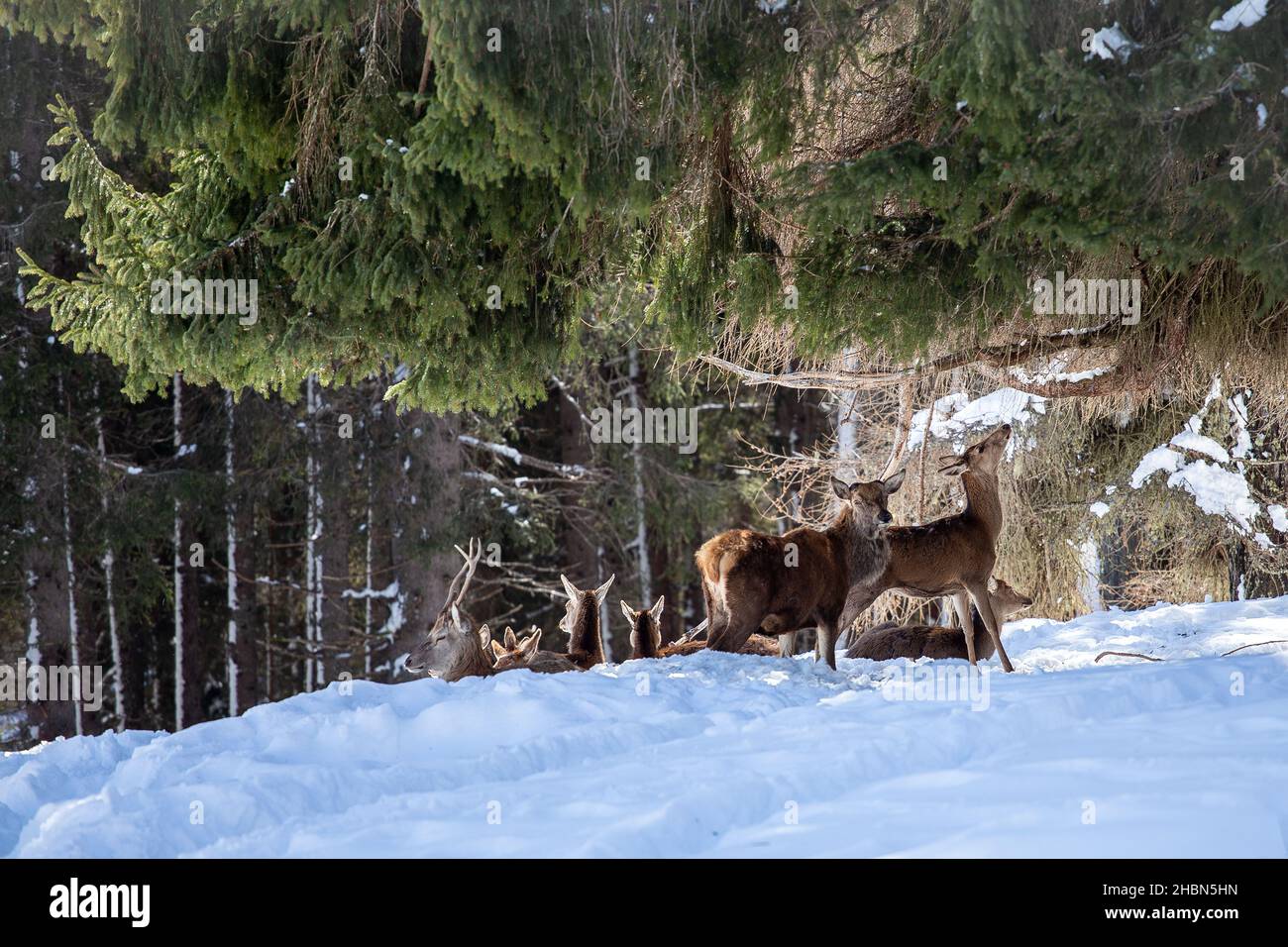 Cervus elaphus (Cervo rosso). Il cervo rosso nella foresta di conifere di Paneveggio. Le Dolomiti del Trentino. Alpi Italiane. Europa. Foto Stock
