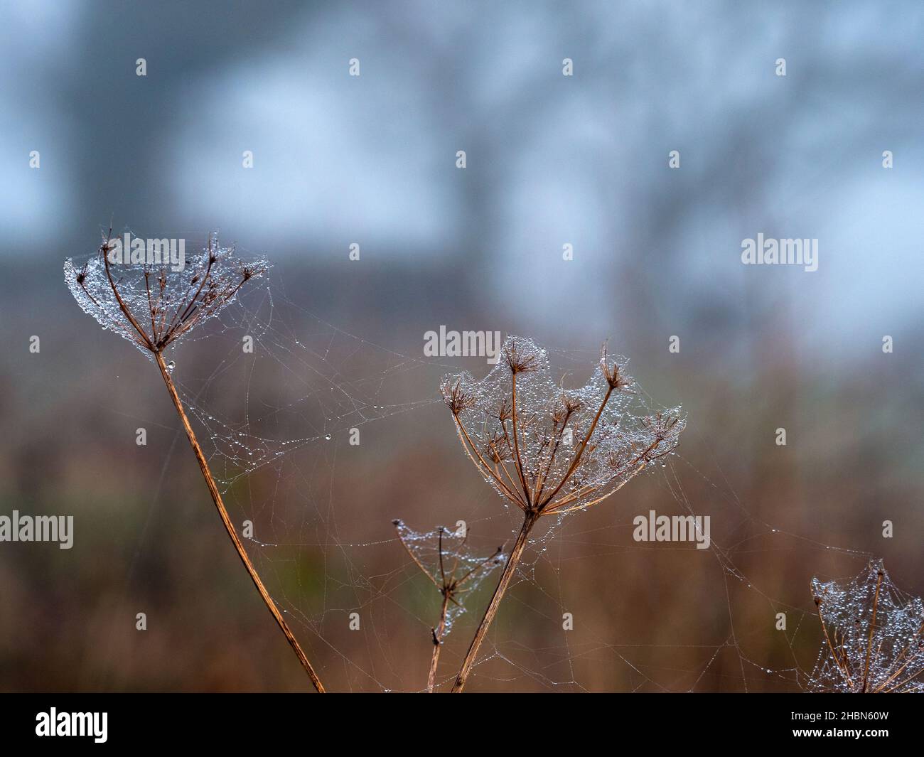 Siepe prezzemolo Torilis japonica mattina d'inverno con forte caduta di rugiada Foto Stock