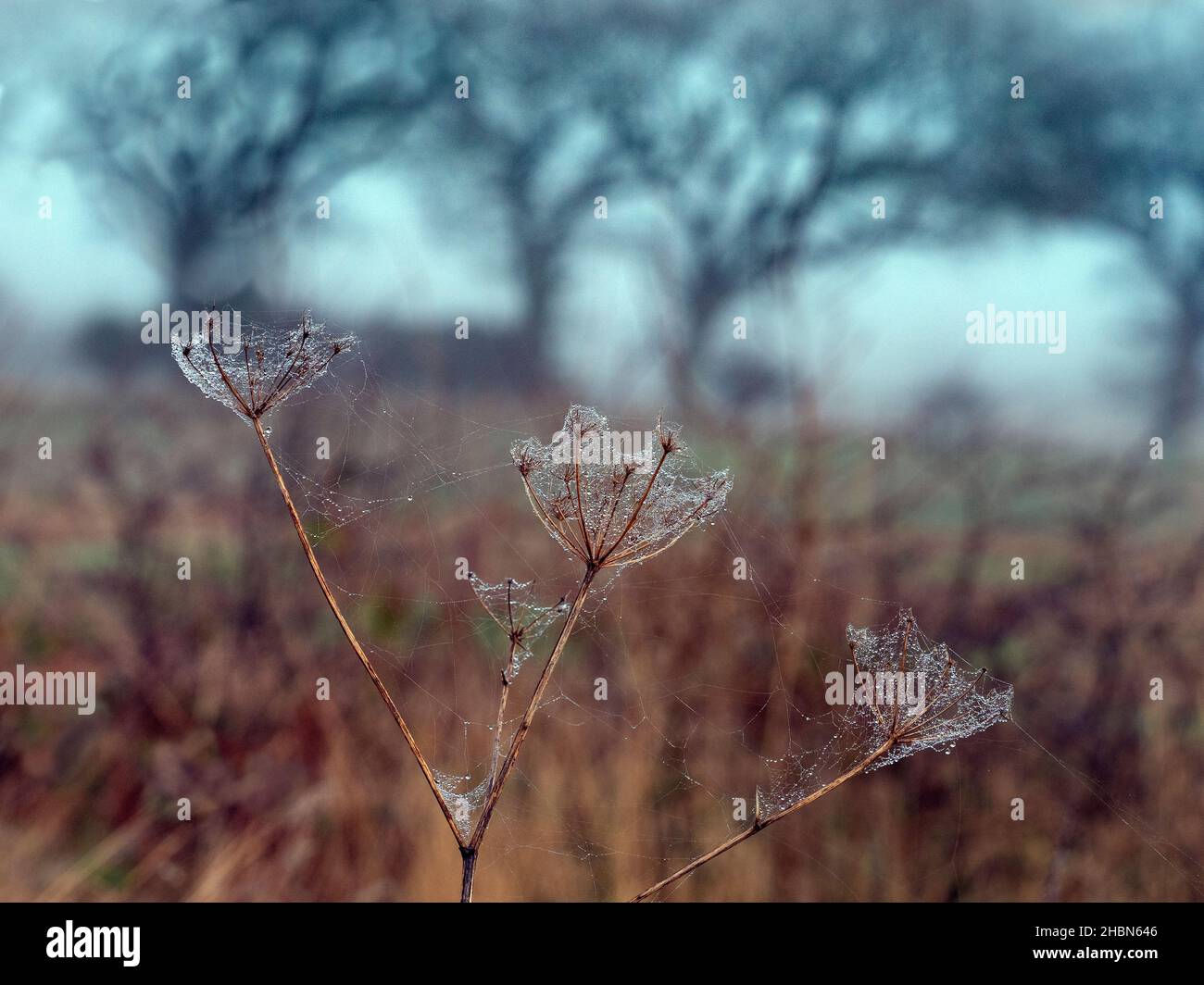 Siepe prezzemolo Torilis japonica mattina d'inverno con forte caduta di rugiada Foto Stock