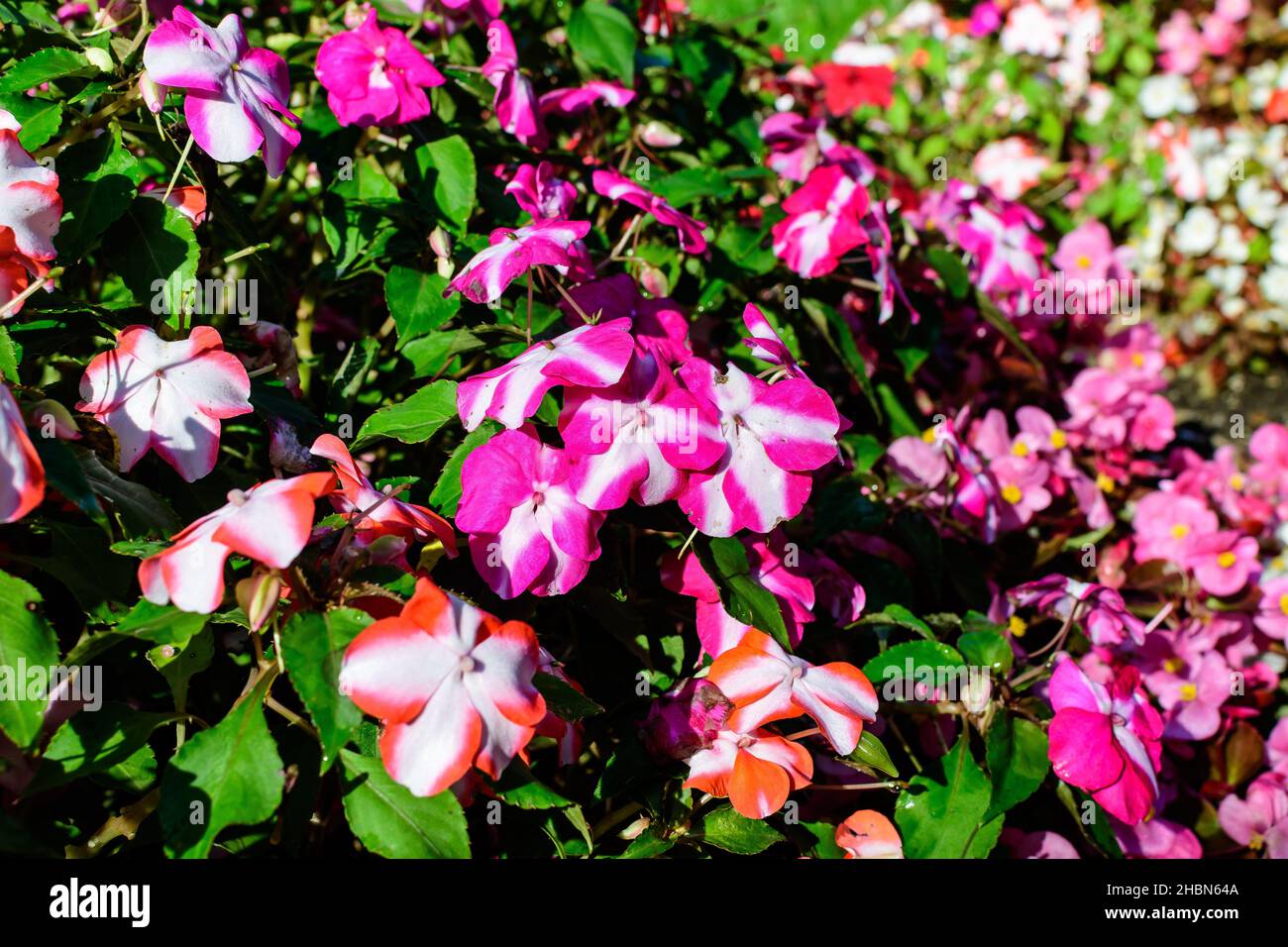 Primo piano di vivido rosa, rosso e bianco impatiens walleriana fiori in un giardino estivo soleggiato, bello sfondo floreale all'aperto Foto Stock