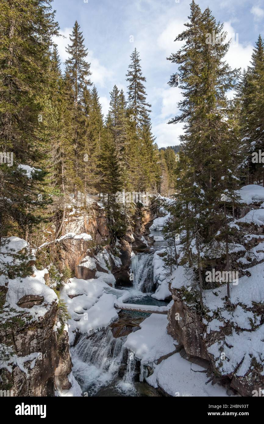 La gola del Travignolo (forra del Travignolo), torrente alpino d'inverno. Parco naturale Paneveggio-pale di San Martino. Trentino. Alpi Italiane. Europa. Foto Stock