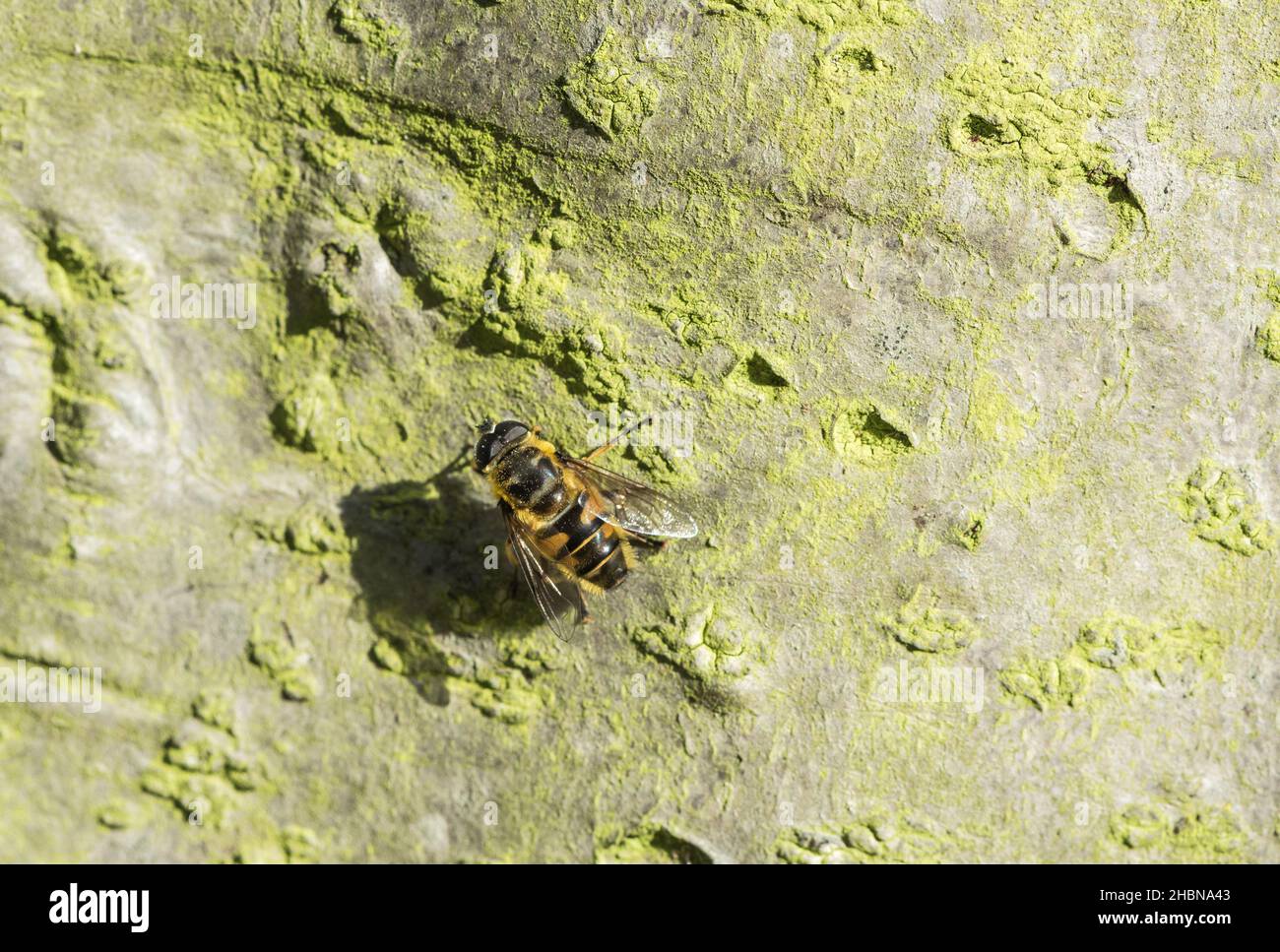 Batman Hoverfly (Myathropa florea) appoggiato su un tronco d'albero Foto Stock