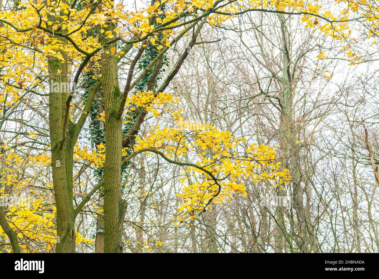 Albero con foglie di autunno gialle Foto Stock