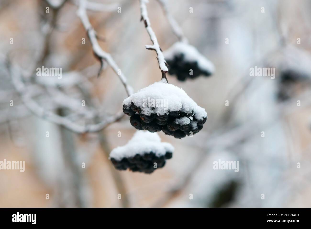 Aronia (rowan nero) in inverno, un ramo con bacche sotto un cappello di neve. Aronia melanocarpa. Famiglia Rosales Foto Stock