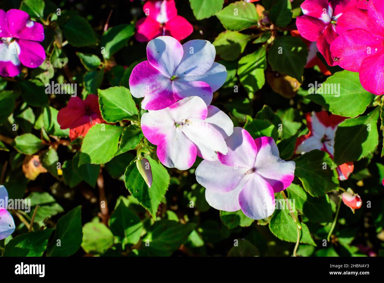 Primo piano di rosso vivo, rosa e bianco impatiens walleriana fiori in un giardino estivo soleggiato, bello sfondo floreale all'aperto fotografato con sof Foto Stock