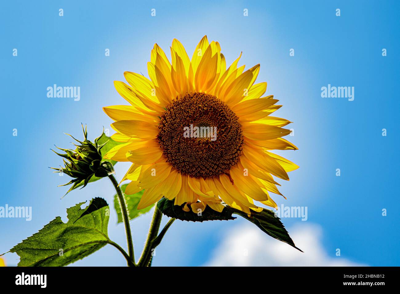 Un bel girasole giallo brillante contro un cielo azzurro Foto Stock