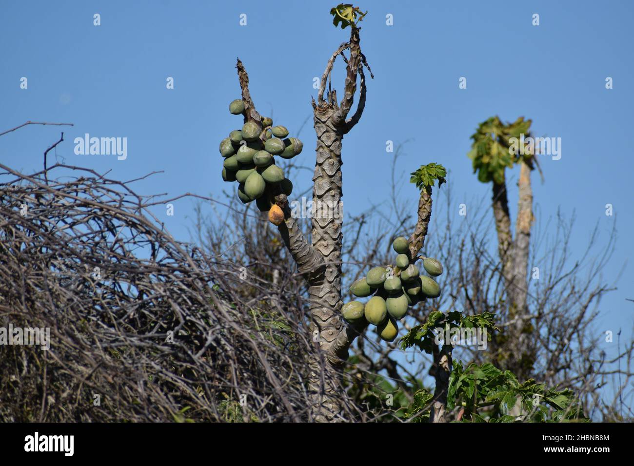 Primo piano di papaya frutta in inverno. Foto Stock