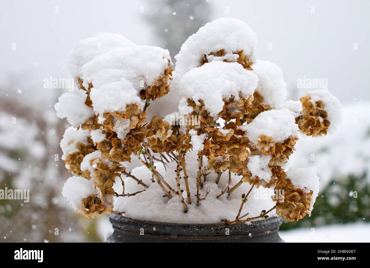 Una scena invernale di una pianta di hydrangea in una pentola di pianta, coperta di neve in un giardino a Nanaimo, Vancouver Island, BC, Canada nel mese di febbraio. Foto Stock