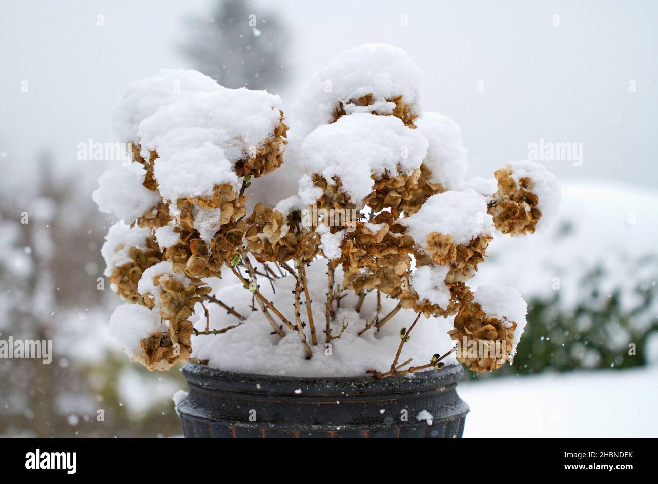 Una scena invernale di una pianta di hydrangea in una pentola di pianta, coperta di neve in un giardino a Nanaimo, Vancouver Island, BC, Canada nel mese di febbraio. Foto Stock