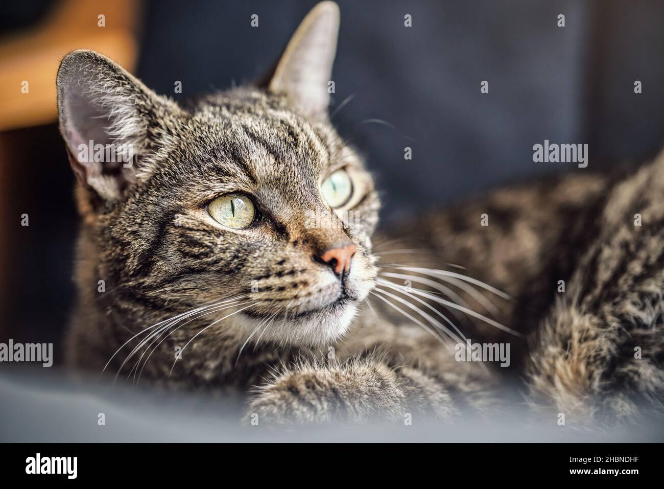 Gatto tabby marrone grigio poggiato sulla poltrona, guardando curioso, dettaglio closeup sulla sua testa Foto Stock