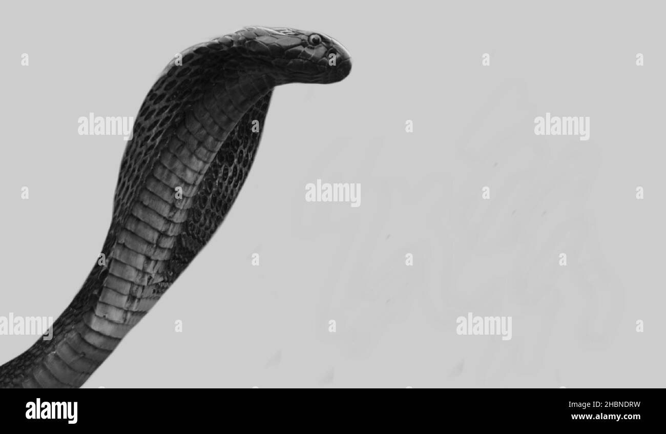 Dangerous Big King Cobra Snake Closeup su sfondo bianco Foto Stock