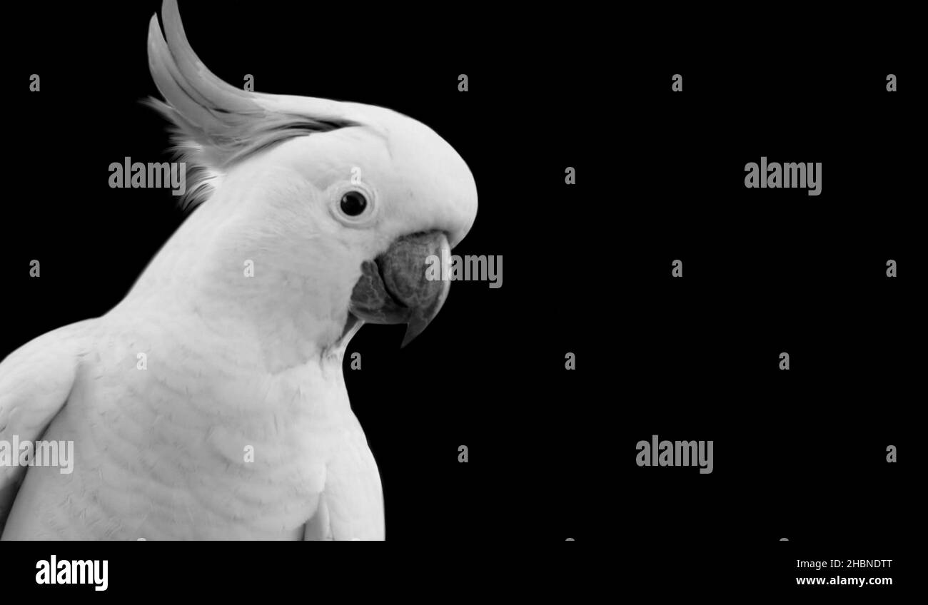 Cacatua bianco Foto e Immagini Stock in Bianco e Nero - Alamy