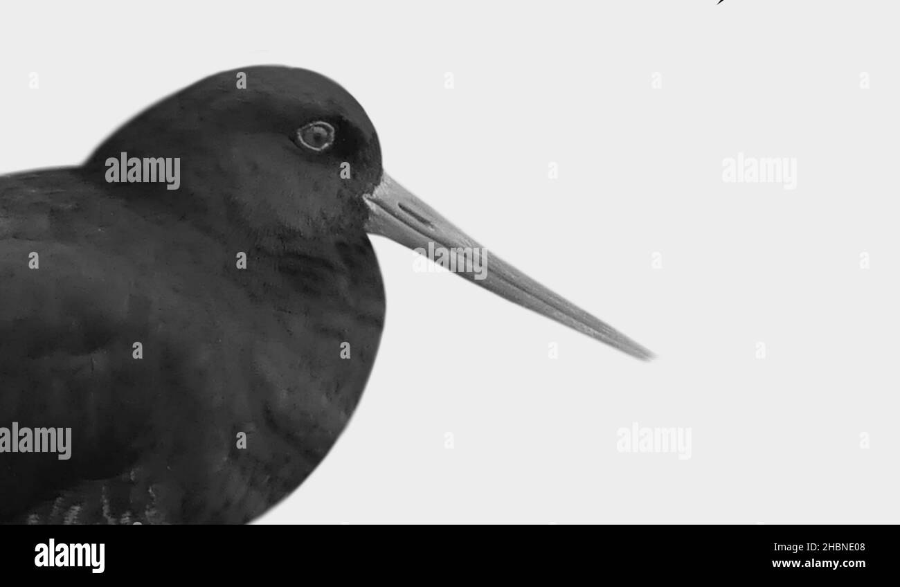 Uccello nero dell'Oystercatcher nello sfondo bianco Foto Stock