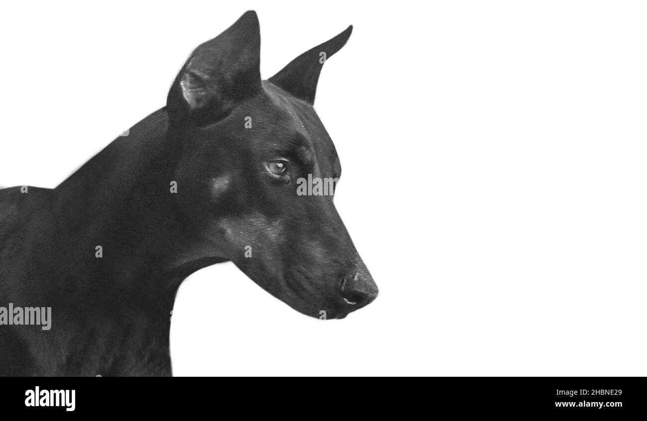 Forte Dobermann Dog Face sullo sfondo bianco Foto Stock