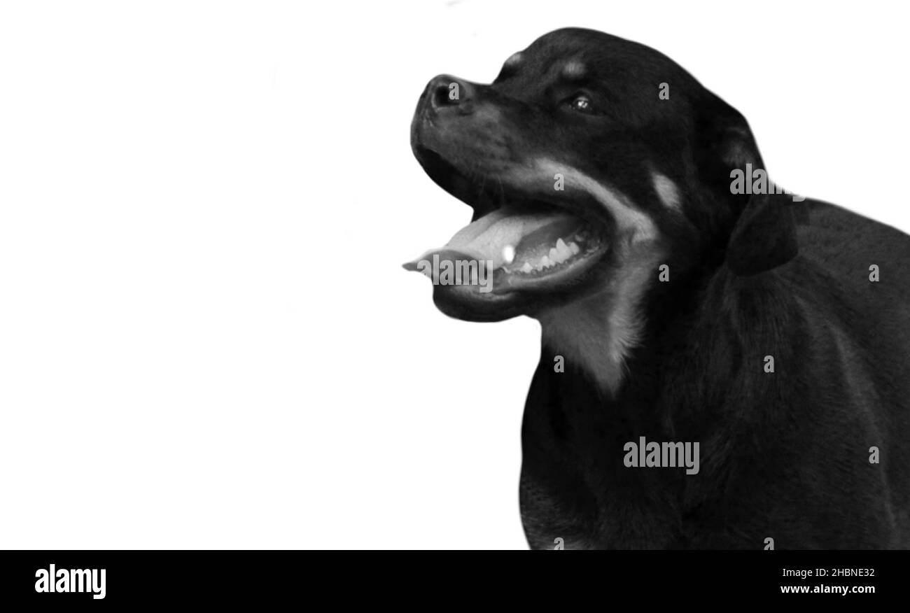 Carino nero Rottweiler faccia del cane nello sfondo bianco Foto Stock