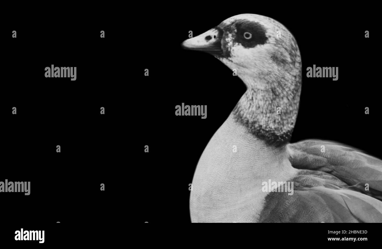 Uccello dell'oca che guarda in su sullo sfondo nero Foto Stock