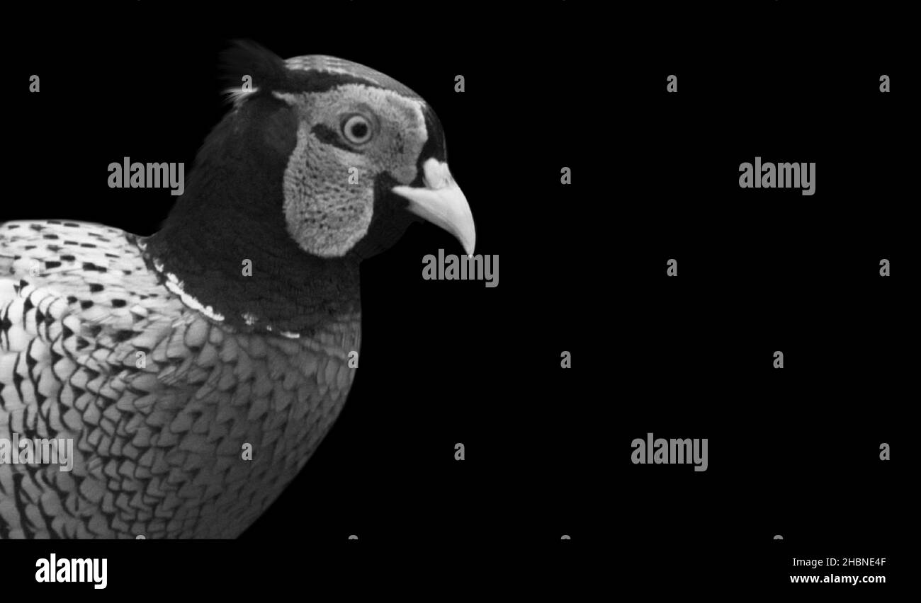 Faccia maschio dell'uccello del fagiano sullo sfondo nero Foto Stock