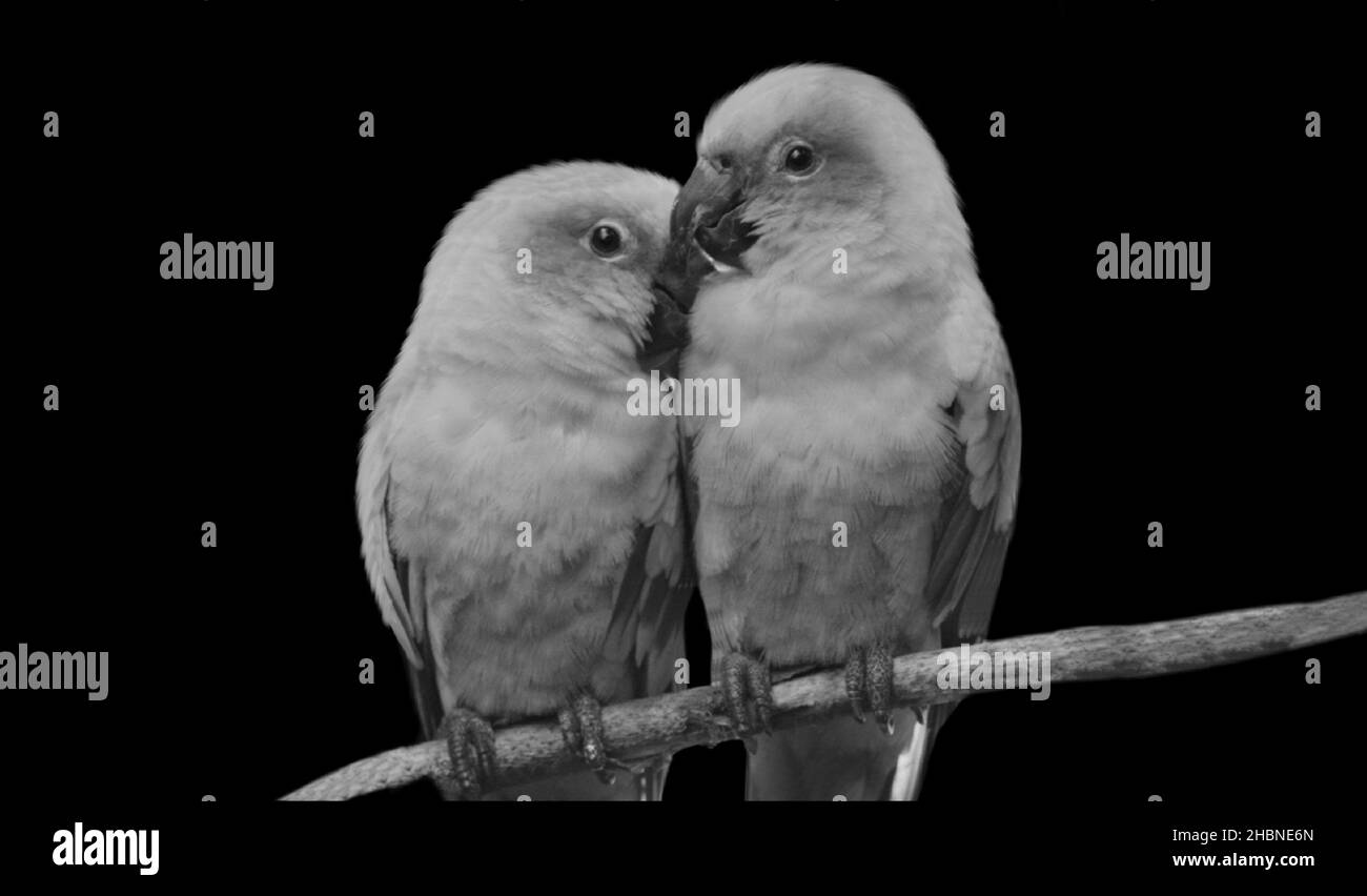 Due bellissimi pappagalli d'amore seduti sul ramo dell'albero Foto Stock