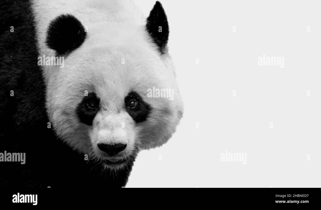 Bel viso Cute Big Panda Closeup sullo sfondo bianco Foto Stock