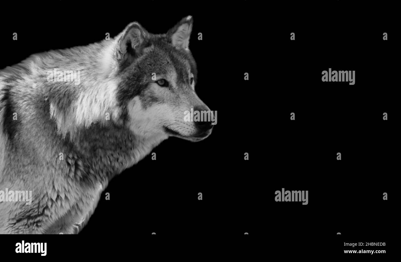 Dangerous Wolf Ritratto su sfondo nero Foto Stock
