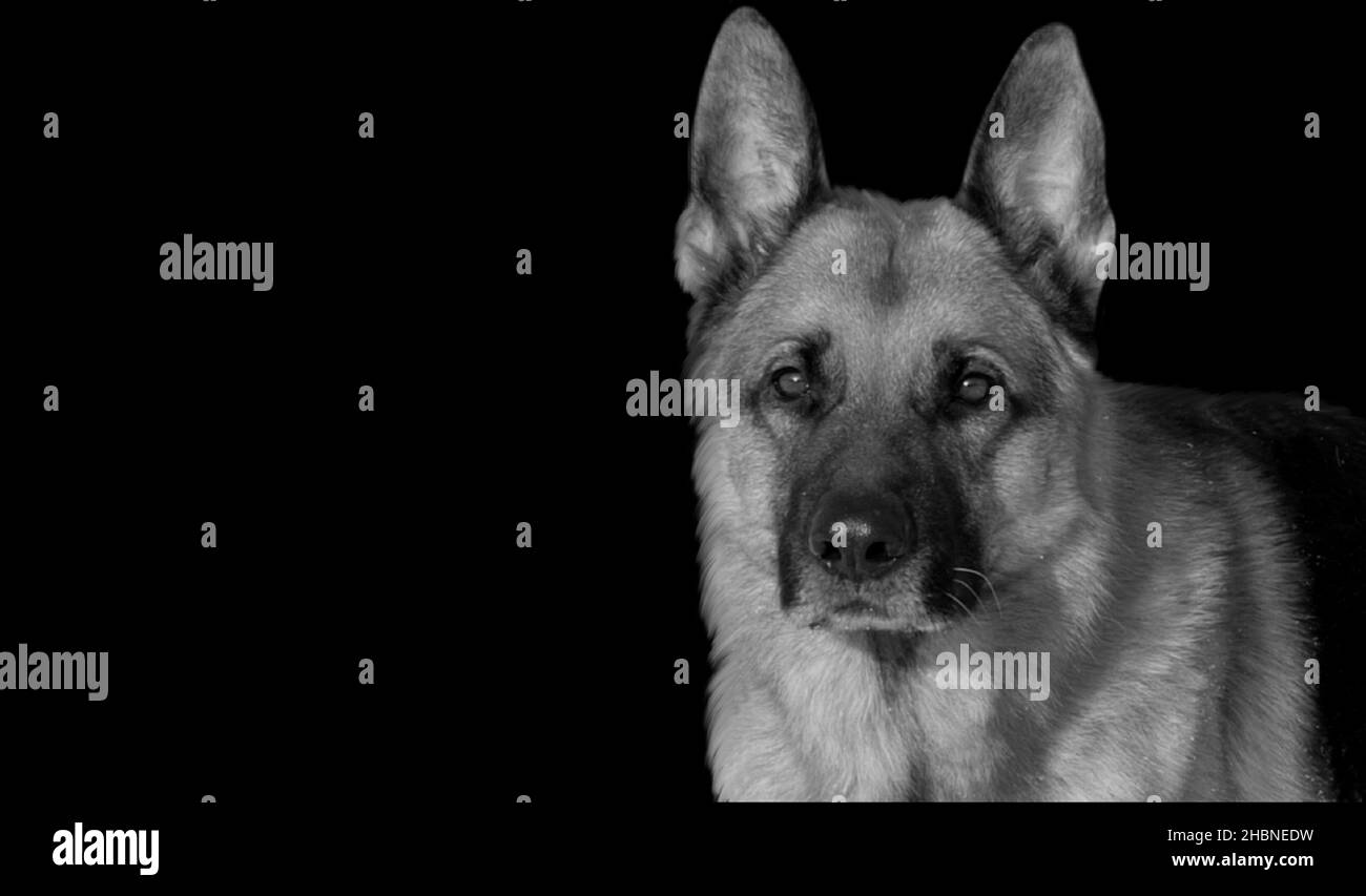 Sorprendente Herding tedesco Shepherd Dog su sfondo nero Foto Stock