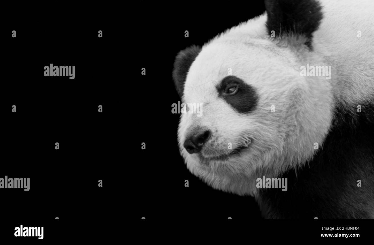 Carino Panda Ritratto volto su sfondo scuro Foto Stock
