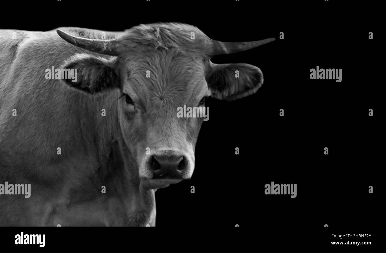 Ritratto della mucca bianca e nera per adulti su sfondo nero Foto Stock