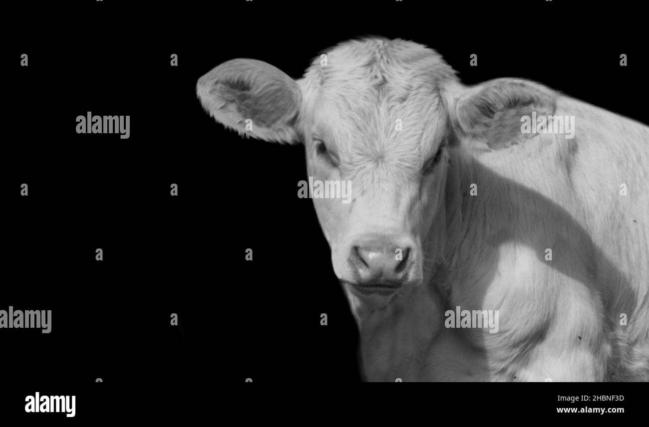 Carino ritratto bianco della mucca sullo sfondo scuro Foto Stock