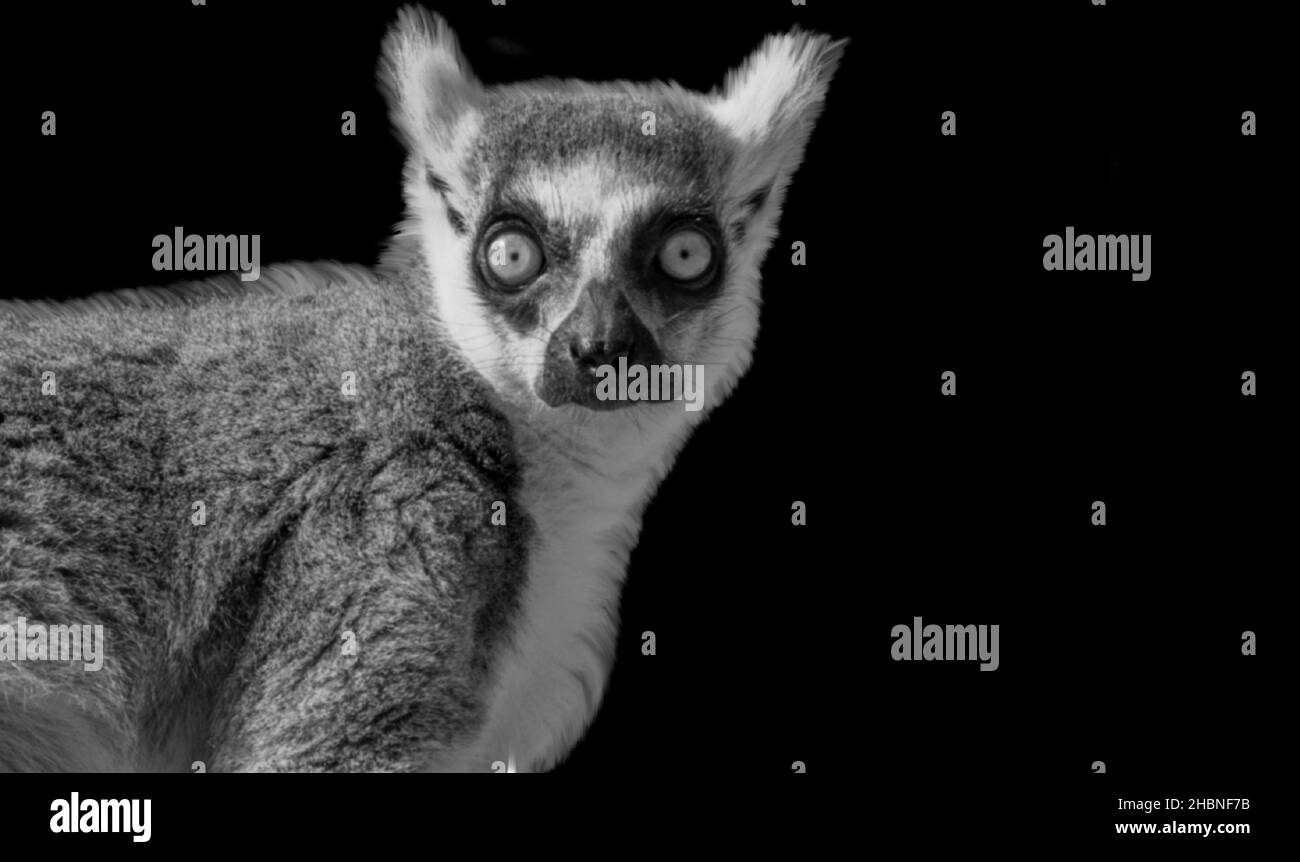 Ritratto del lemure faccia sullo sfondo scuro Foto Stock