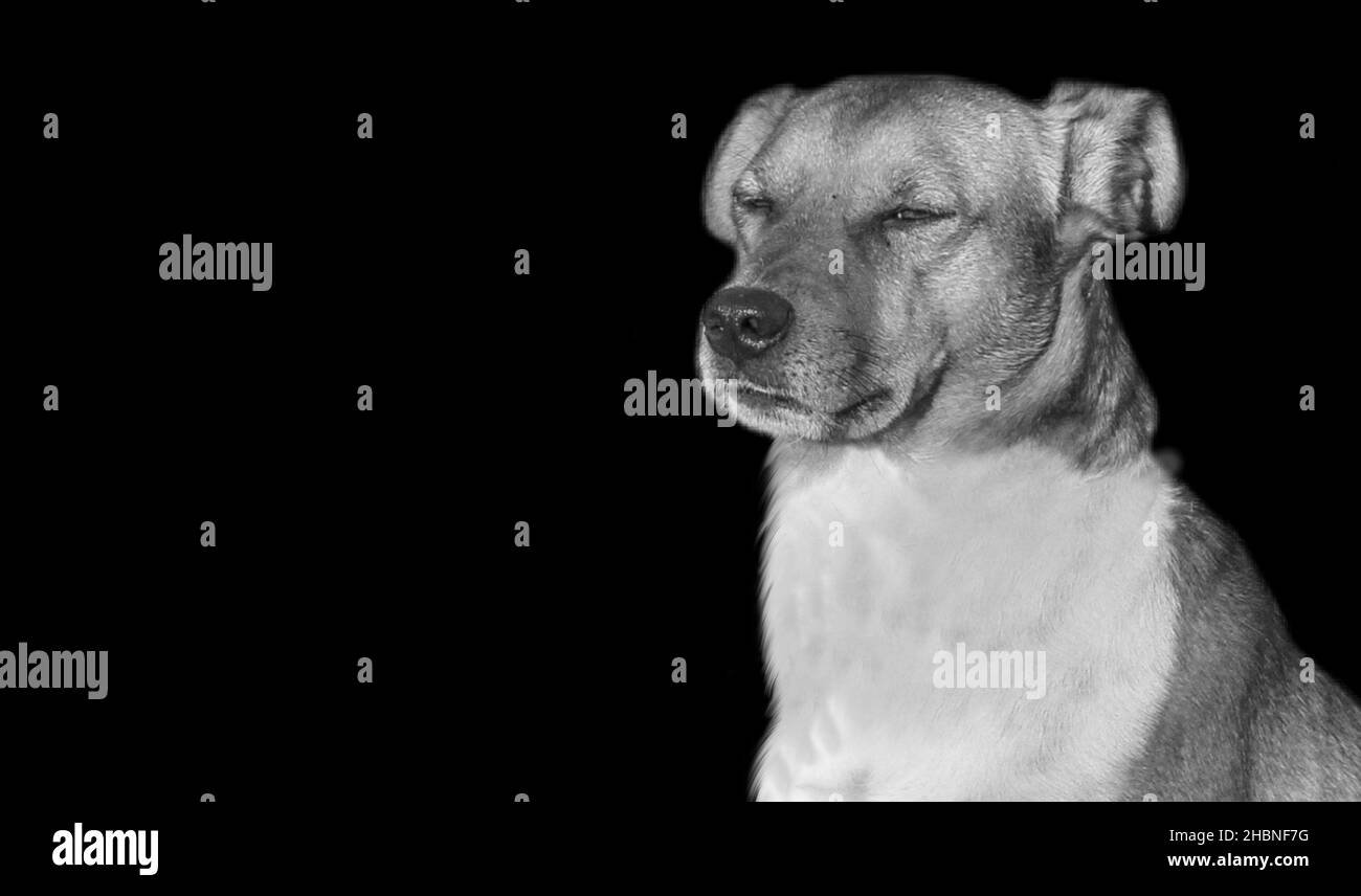 Arrabbiato danese-svedese Farmdog seduto sul sfondo nero Foto Stock