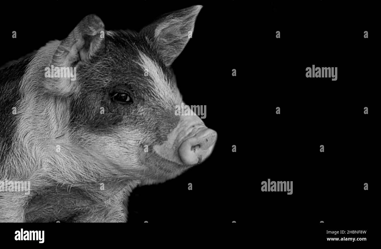 Cute faccia Pig sullo sfondo nero Foto Stock