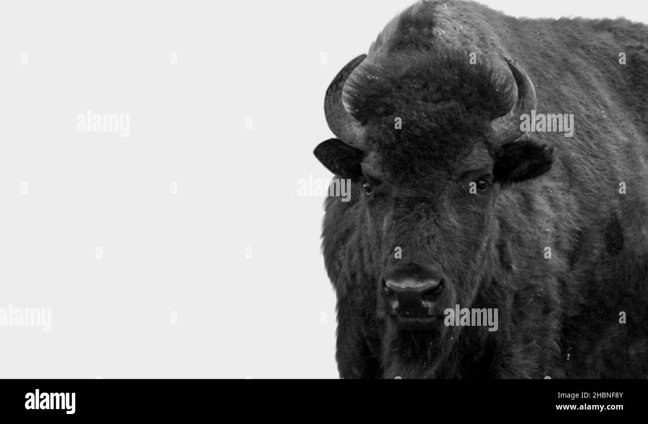 Forte Bison bianco e nero isolato sullo sfondo bianco Foto Stock