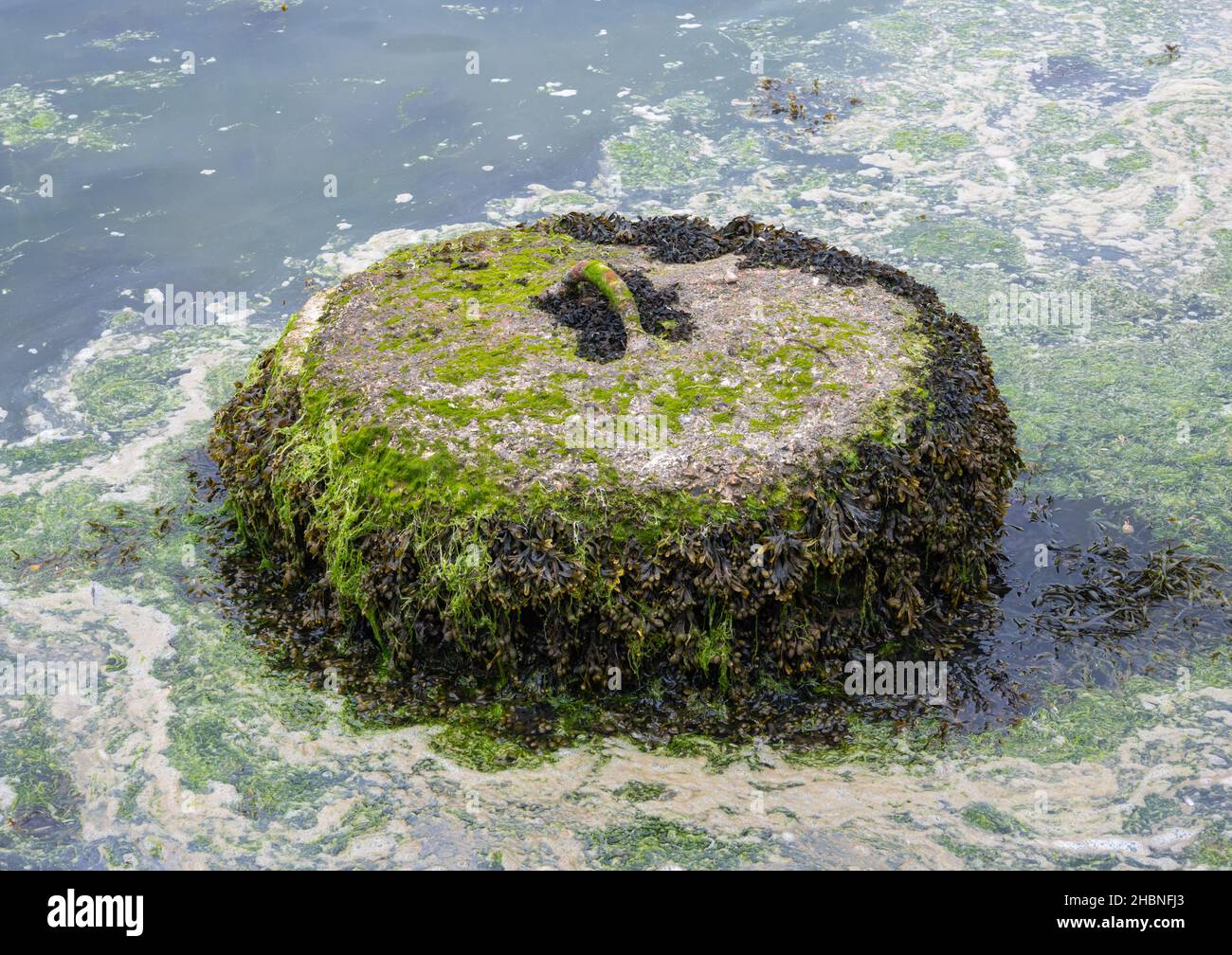 Calcestruzzo barca ormeggio o sinker o boa blocco di cemento attacco, mostrato esposto da bassa marea, coperto di detriti e alghe, nel Regno Unito. Foto Stock