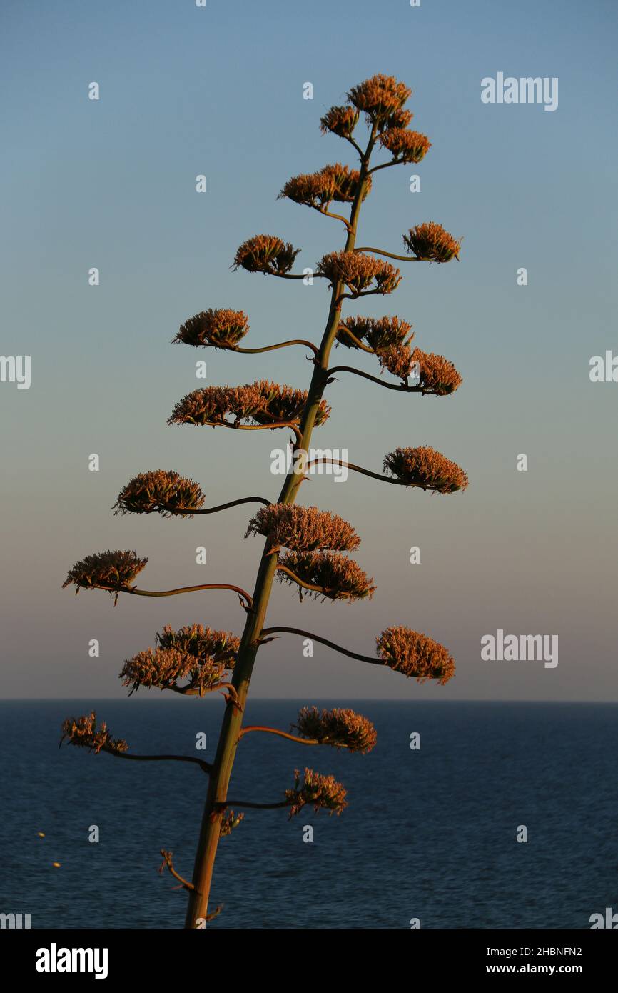 Fiore di un'agava la sera contro la luce Foto Stock