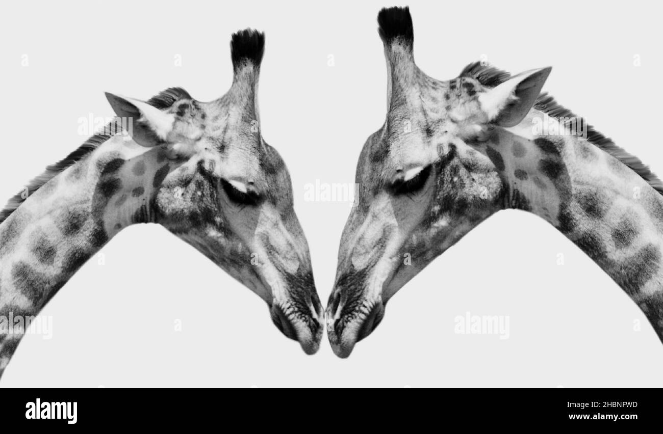 Due Black Spot Giraffe Closeup faccia sullo sfondo bianco Foto Stock