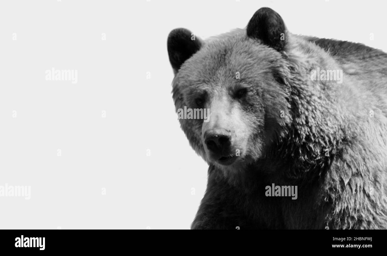 Big Dangerous Grizzly Bear Closeup in the White background Foto Stock
