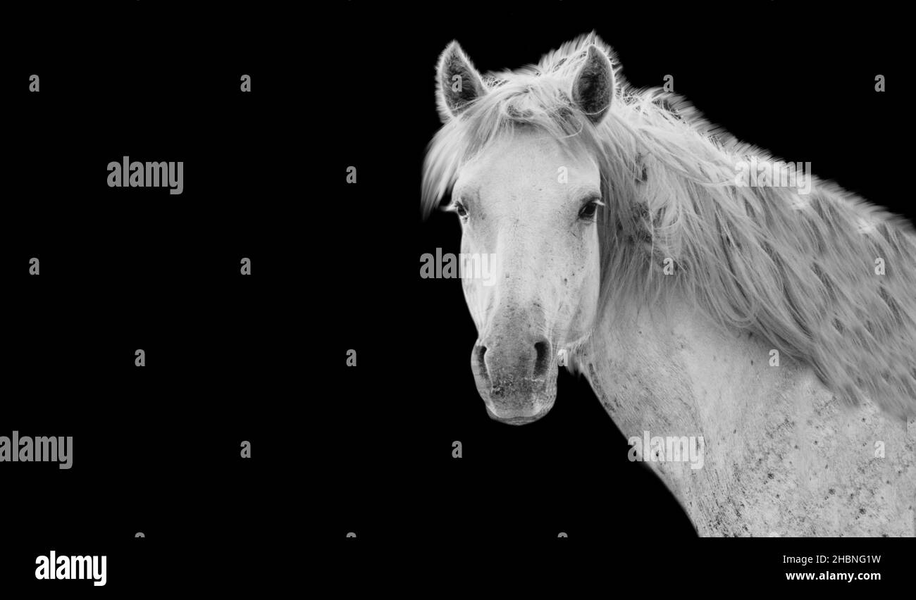 Bel cavallo bianco con grandi capelli in sfondo scuro Foto Stock